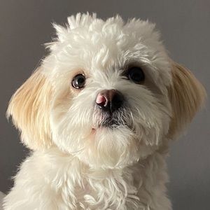 Meet your Posher, Dee